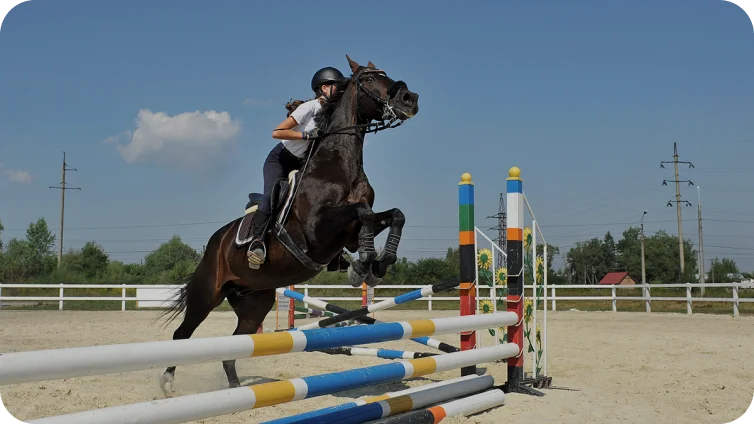 Équitation image